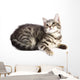 Chat Curieux Wall Decal