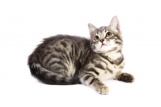 Chat Curieux Wall Decal