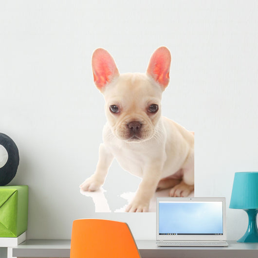 French Bulldog Wall Decal