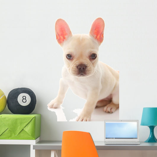 French Bulldog Wall Decal