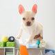 French Bulldog Wall Decal