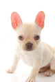French Bulldog Wall Decal