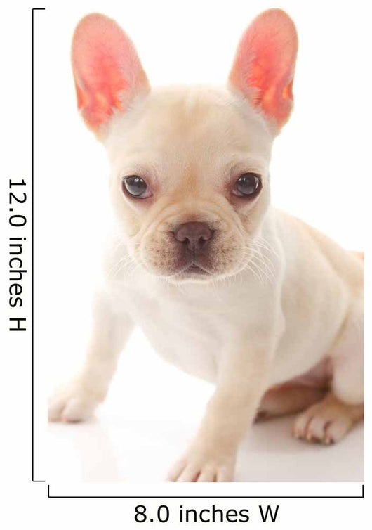 French Bulldog Wall Decal