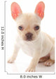 French Bulldog Wall Decal