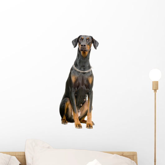 Doberman