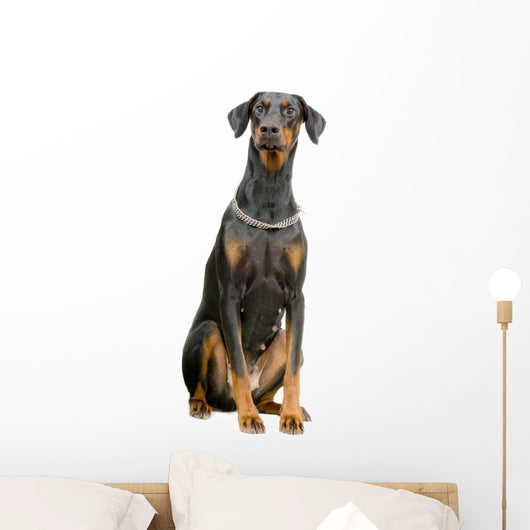 Doberman