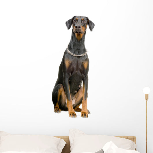 Doberman