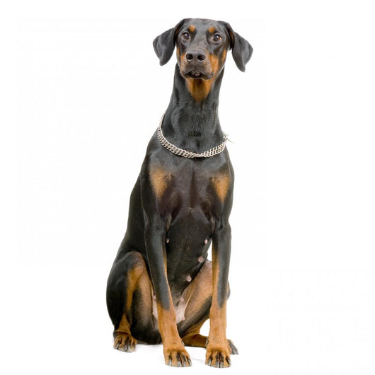 Doberman