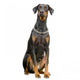 Doberman