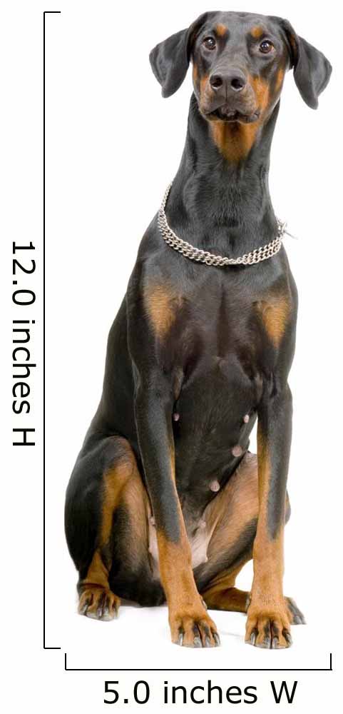Doberman