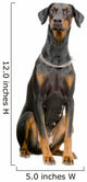 Doberman