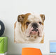 Bulldog Anglais Wall Decal