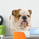 bulldog anglais Wall Decal