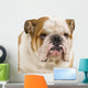 bulldog anglais Wall Decal