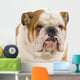 bulldog anglais Wall Decal