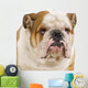 bulldog anglais Wall Decal