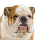 bulldog anglais Wall Decal