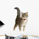 European Cat Wall Decal