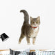 European Cat Wall Decal