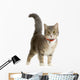 European Cat Wall Decal