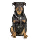 rottweiler Wall Decal