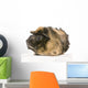 guinea pig rosettes Wall Decal