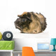 guinea pig rosettes Wall Decal