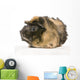 guinea pig rosettes Wall Decal