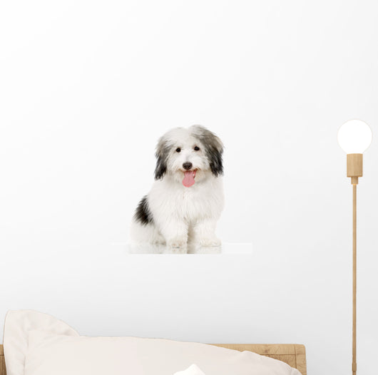 coton de tulear Wall Decal