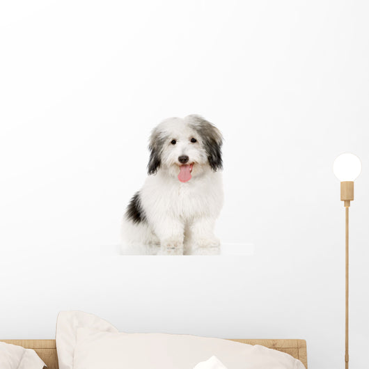 coton de tulear Wall Decal