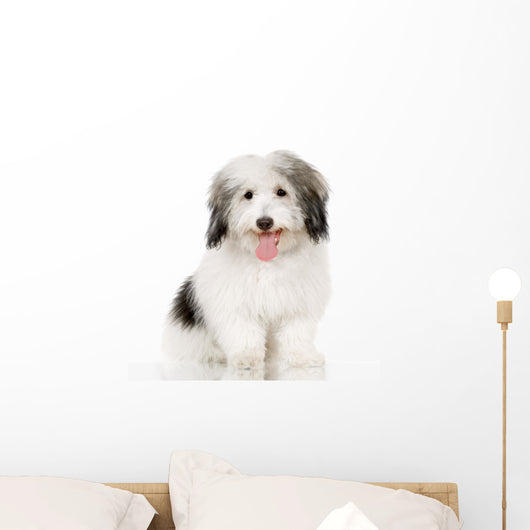 coton de tulear Wall Decal