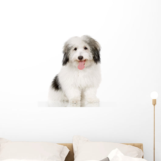 coton de tulear Wall Decal