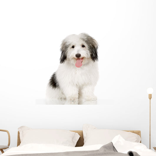 coton de tulear Wall Decal