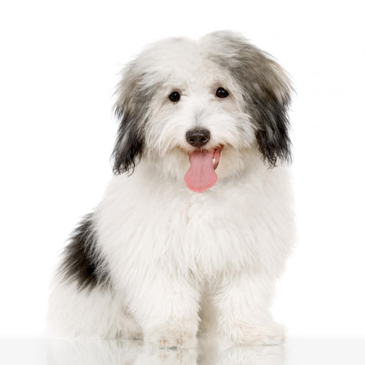 coton de tulear Wall Decal