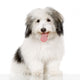 coton de tulear Wall Decal
