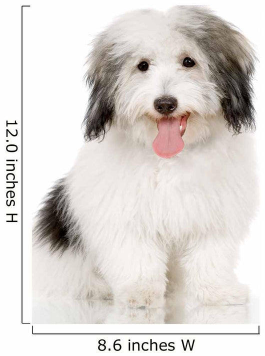coton de tulear Wall Decal