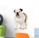 Young English Bulldog Wall Decal