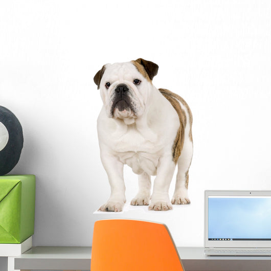 Young English Bulldog Wall Decal