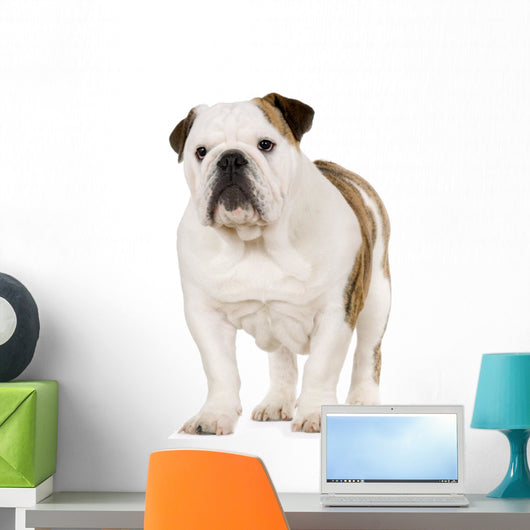 Young English Bulldog Wall Decal
