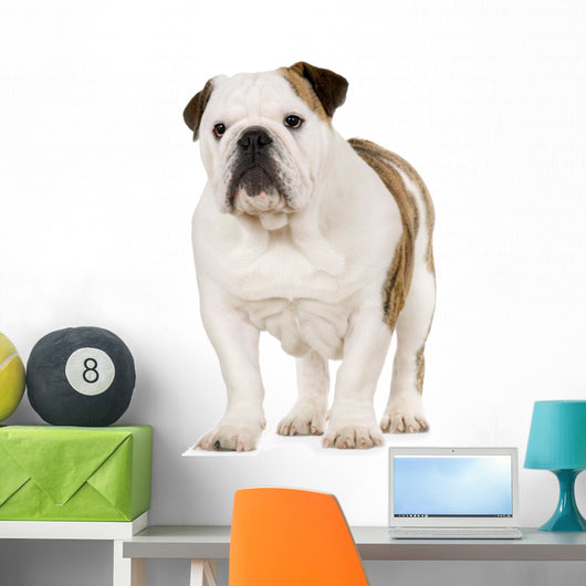 Young English Bulldog Wall Decal