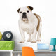 Young English Bulldog Wall Decal