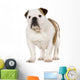 Young English Bulldog Wall Decal
