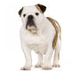Young English Bulldog Wall Decal