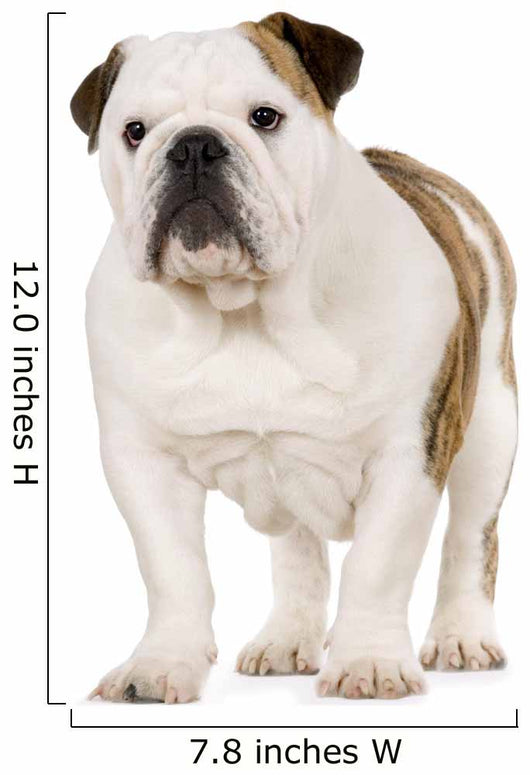 Young English Bulldog Wall Decal