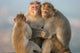 Monkey's Family Wall Mural