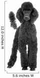 caniche royal noir Wall Decal