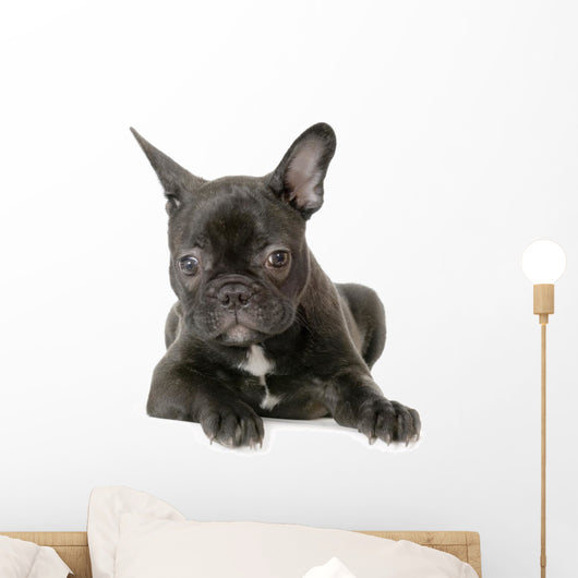 Jeune Boule Dogue Franais Wall Decal