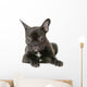 Jeune Boule Dogue Franais Wall Decal