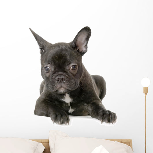 Jeune Boule Dogue Franais Wall Decal
