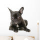 Jeune Boule Dogue Franais Wall Decal